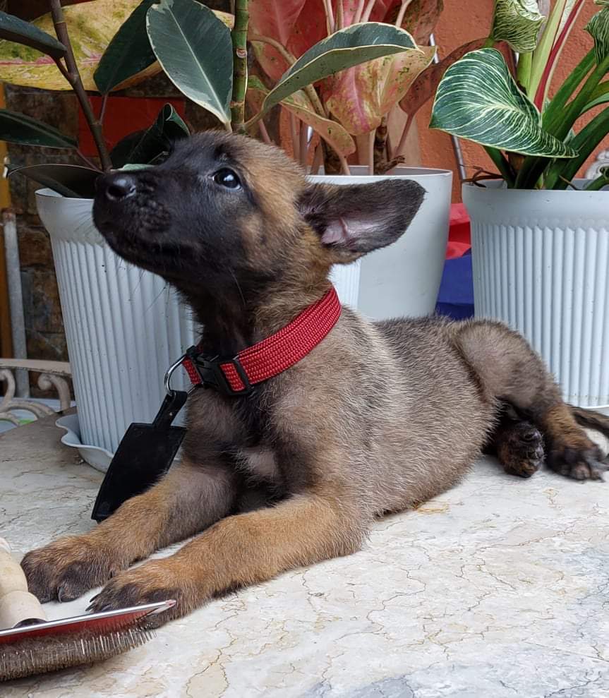 BELGIAN MALINOIS (female and male)