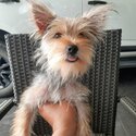 Pure Breed Female Yorkshire Terrier-3