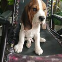 Hungarian Beagle -4