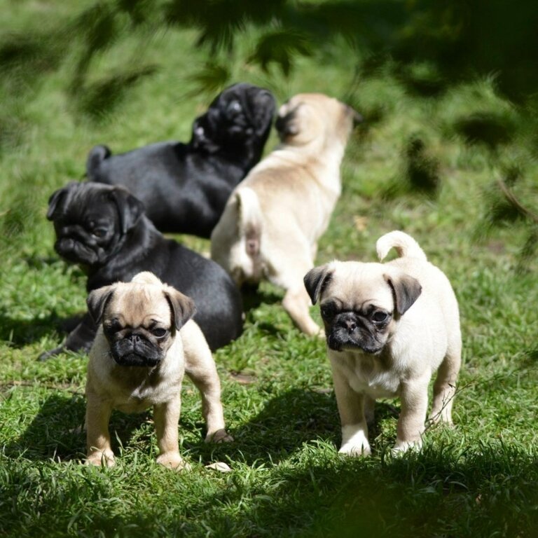 Pug Puppies 