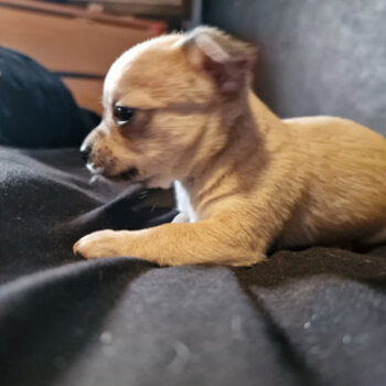  Chihuahua for rehoming 