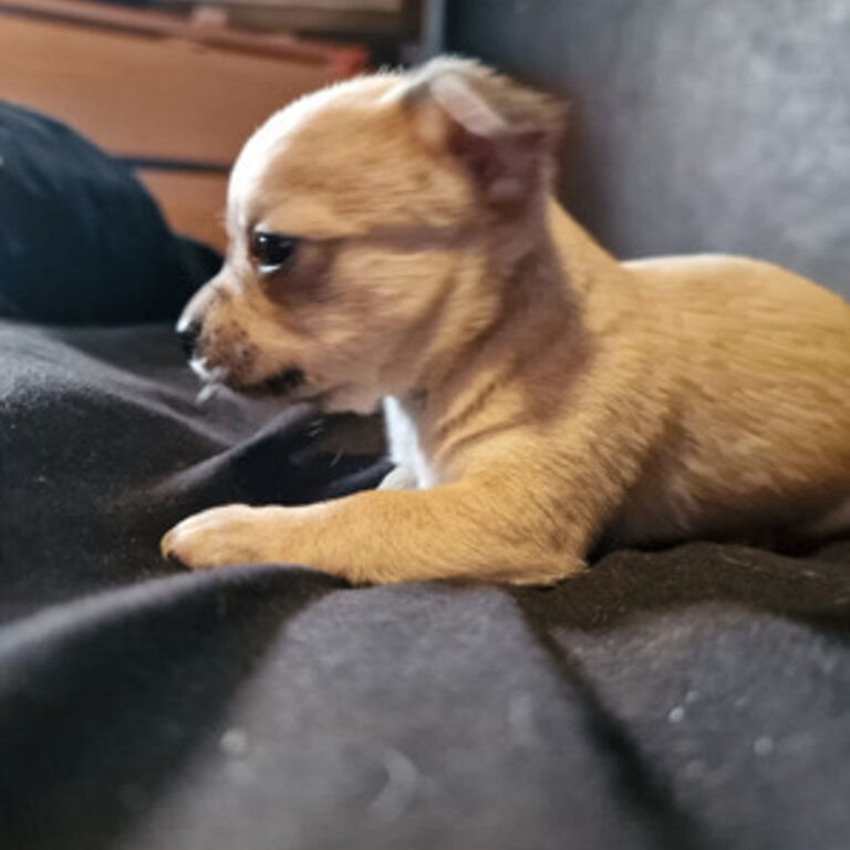  Chihuahua for rehoming 