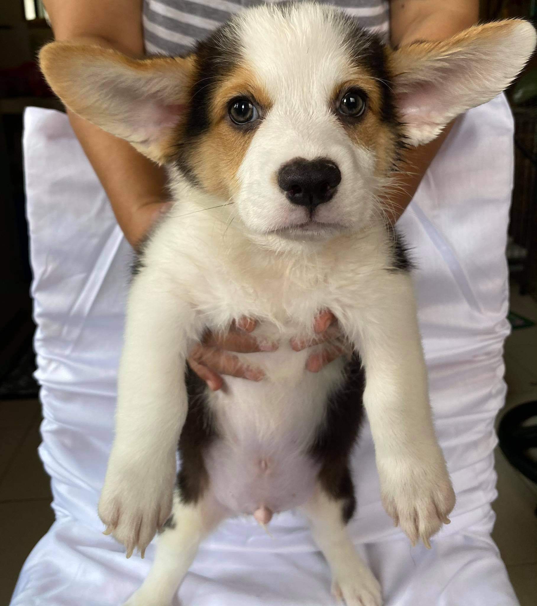 Corgi 