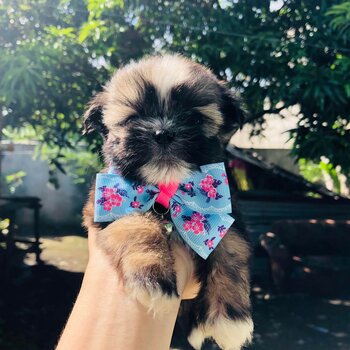 Pure Shihtzu 💗