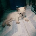 Siamese and Persian-Siamese kittens-4