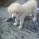 Mixed Male Doxiepoo Puppy-3