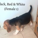 Beagle Pups for Sale -5