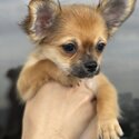 Female Chihuahua -0