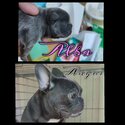 French bulldog-2