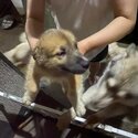 Mixed breed Puppies-4