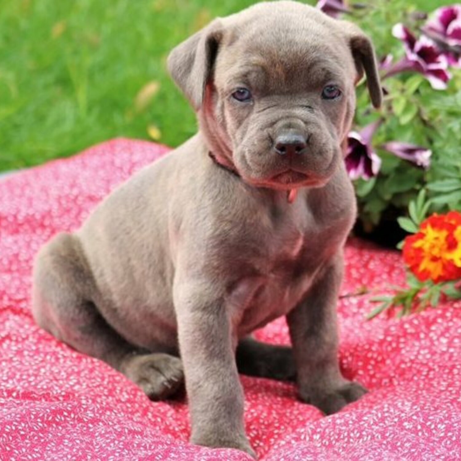 pedigree cane corso puppies for sale