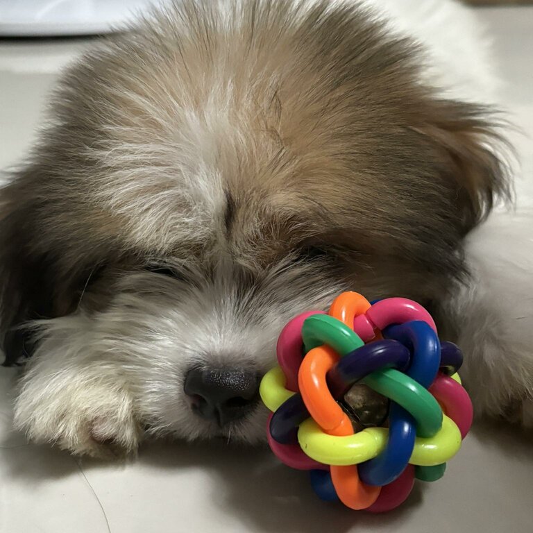 SHIH TZU X JAPANESE SPITS