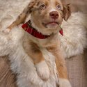 Australian shepherd for sale-1