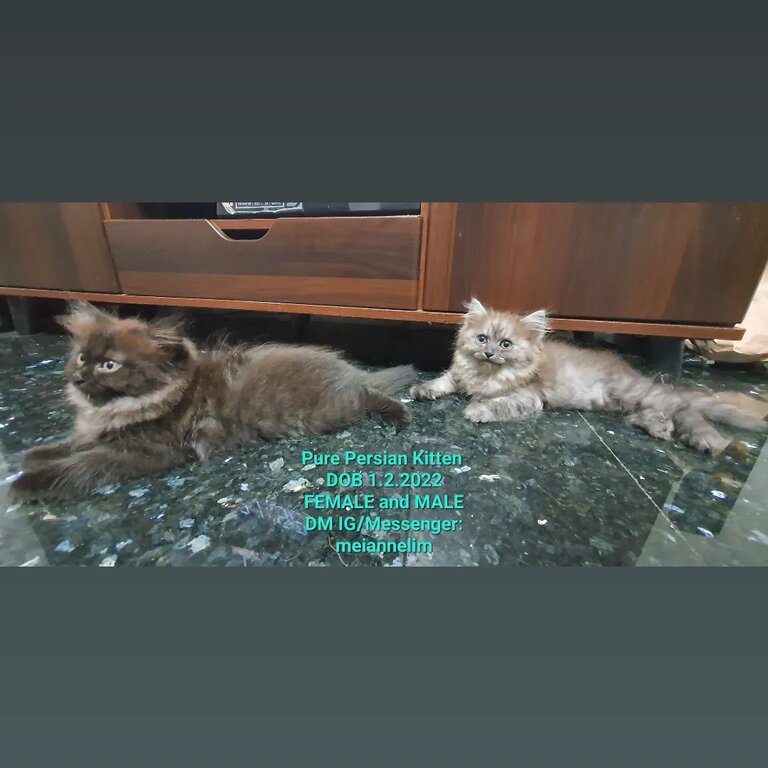 PURE PERSIAN KITTENS