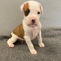 Boxer puppies-1