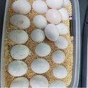 Available Fertile Parrots eggs and parrots for sale-2