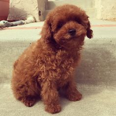 Cute Toy Poodle - Poodle puppy for sale or adoption in Metro Manila 