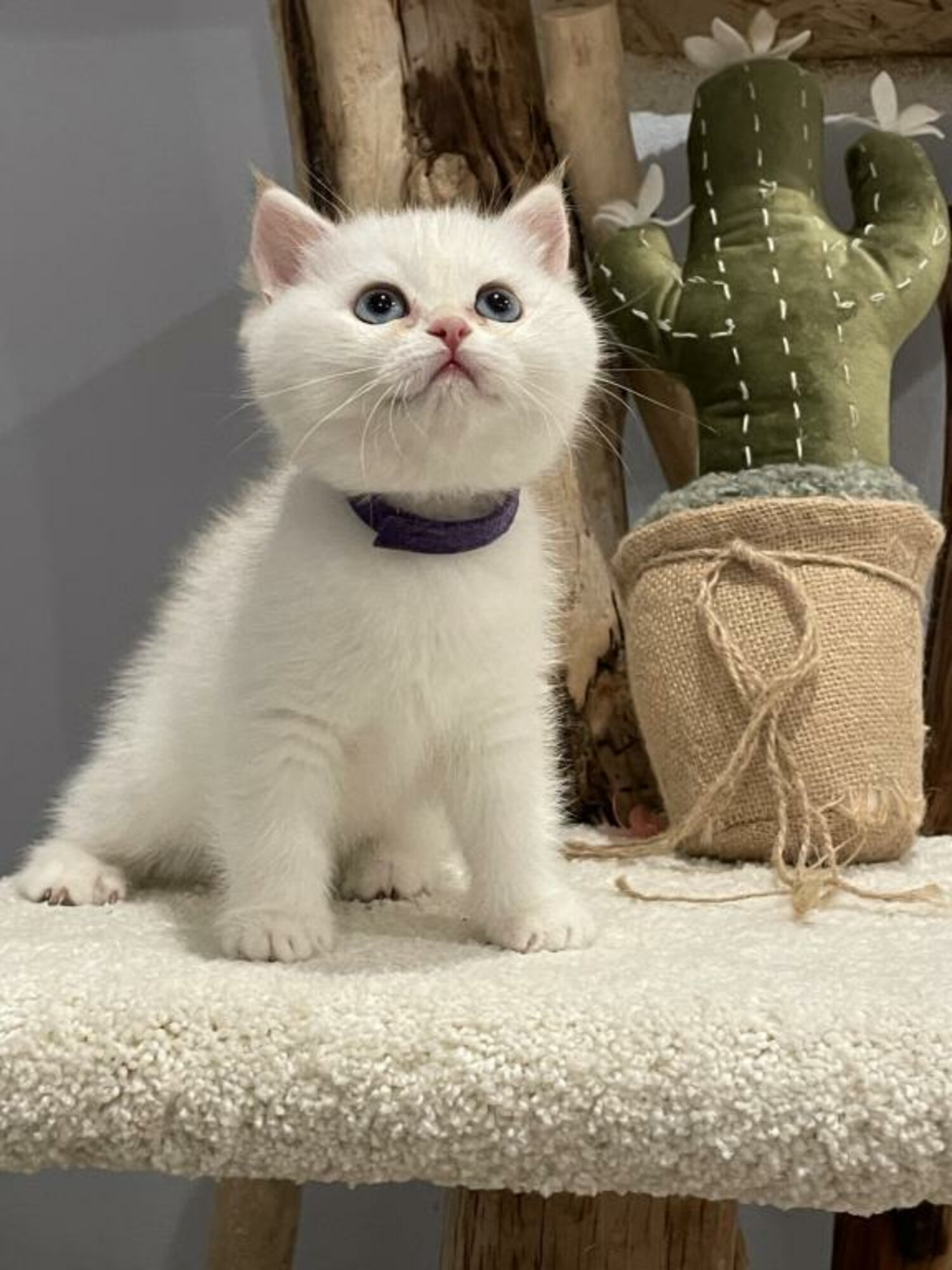 British Shorthairs Available