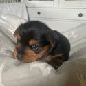 Yorkshire terrier boy and girls for adoption into new homes-0