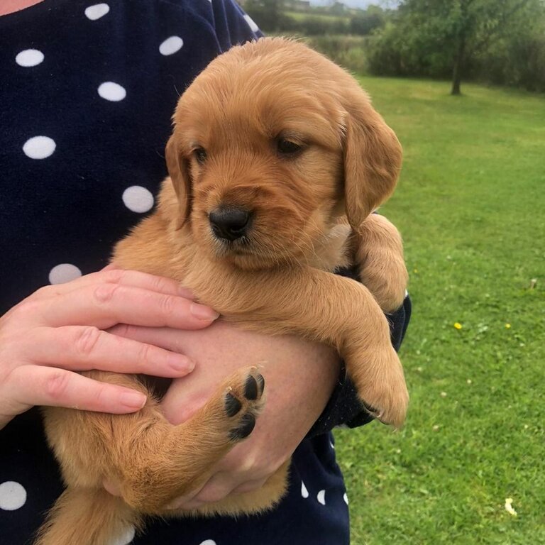 Gorgeous chunky Golden Retriever puppies