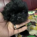 BLACK MALE SHIH TZU PUP FOR SALE-0