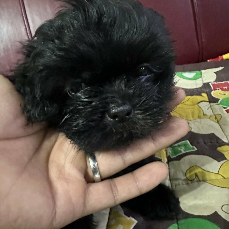 BLACK MALE SHIH TZU PUP FOR SALE