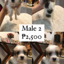 Australian Terrier x Maltipoo Puppies -4