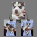 Pure Siberian Quality puppies-3