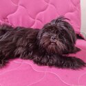 Shih Tzu for rehoming!-0