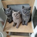 adopt british shorthair kittens - viber +63 968 748 7514-3