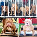 Exotic American Bully - Rush Sale !!-0