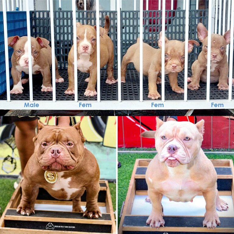 Exotic American Bully - Rush Sale !!