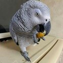 hand-reared african grey parrots available-1