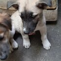 Mixed breed Puppies-1