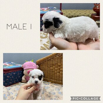 1/4 MALTESE & 3/4 TOY POODLE PUPPIES