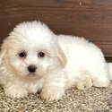 Coton De Tulears Puppies-1