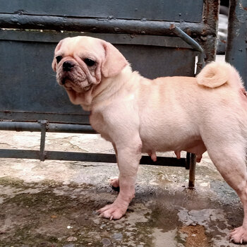 Rare White Pug