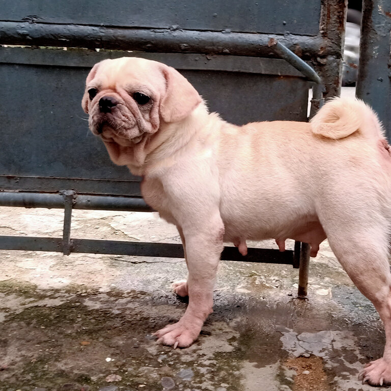 Rare White Pug