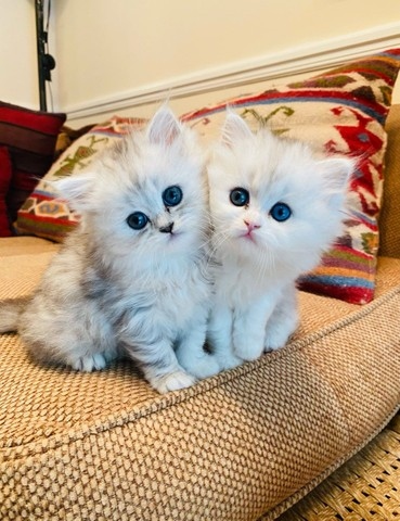 Persian kittens