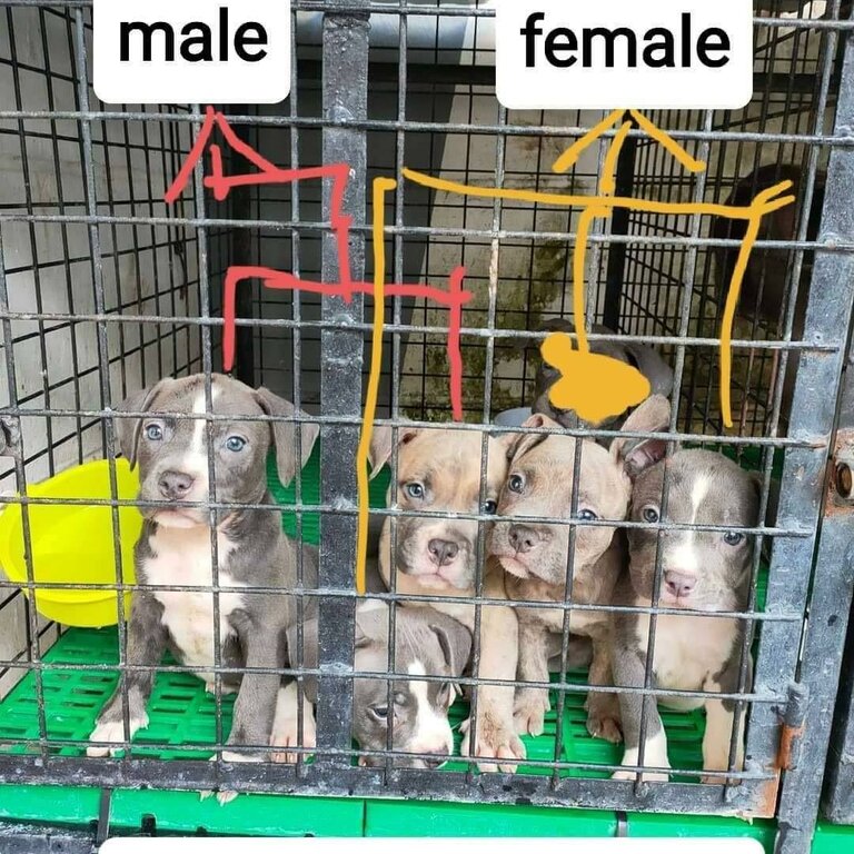 american bully pocket type