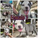 American Bully-3