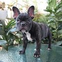 FEMALE FRENCH BULLDOG FOR SALE IN METRO MANILA  PM 09457291715-1