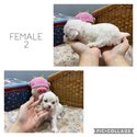 1/4 MALTESE &amp; 3/4 TOY POODLE PUPPIES-2