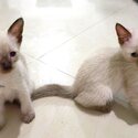 Purebreed Siamese Kittens-3