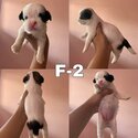 shih tzu puppies-2