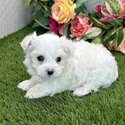 Maltese puppies male and female Available-1