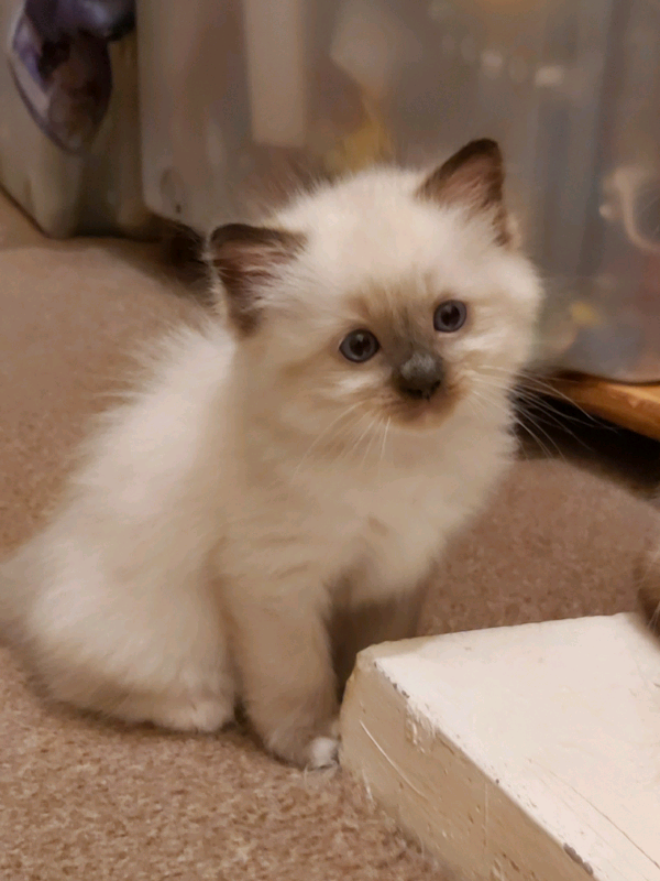 Amazing Ragdoll Kittens