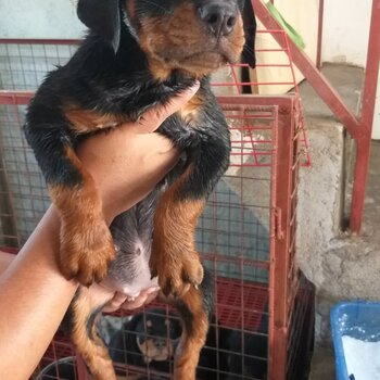 Rottweiler puppies