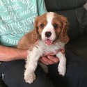 lovely cavaking charles puppies for adoption -0