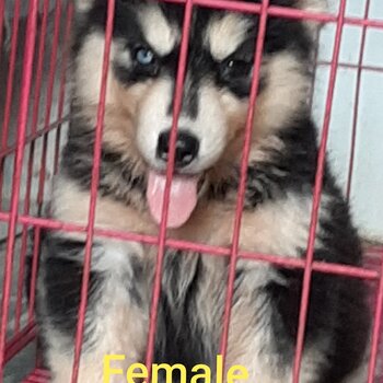 Quality Import line Husky puppies for sale